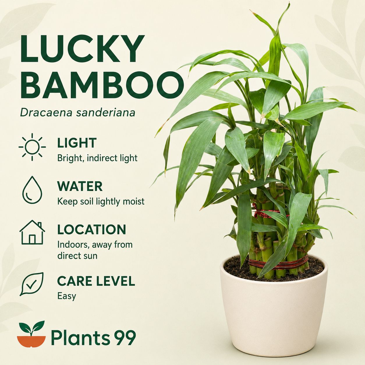 Two-Layer Lucky Bamboo – 10 cm Pot