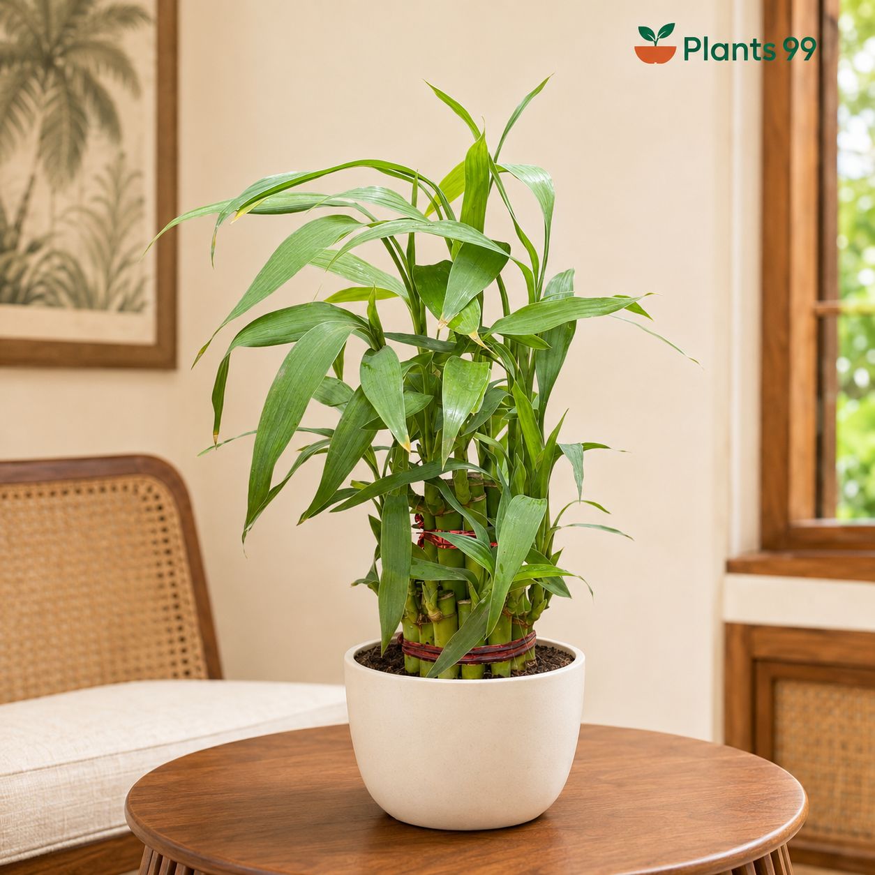 Two-Layer Lucky Bamboo – 10 cm Pot
