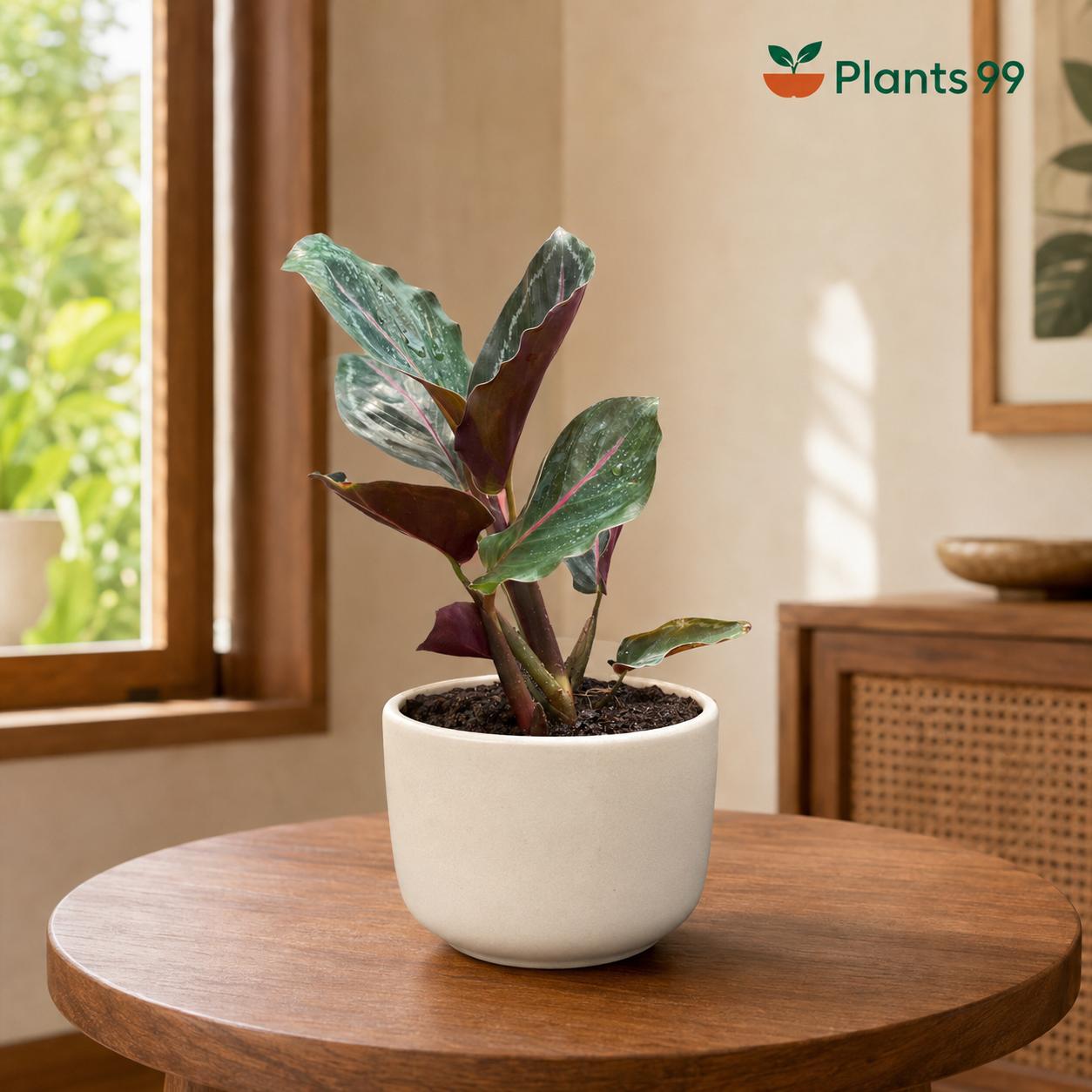 Calathea Roseopicta Illustris – 8.5 cm Pot