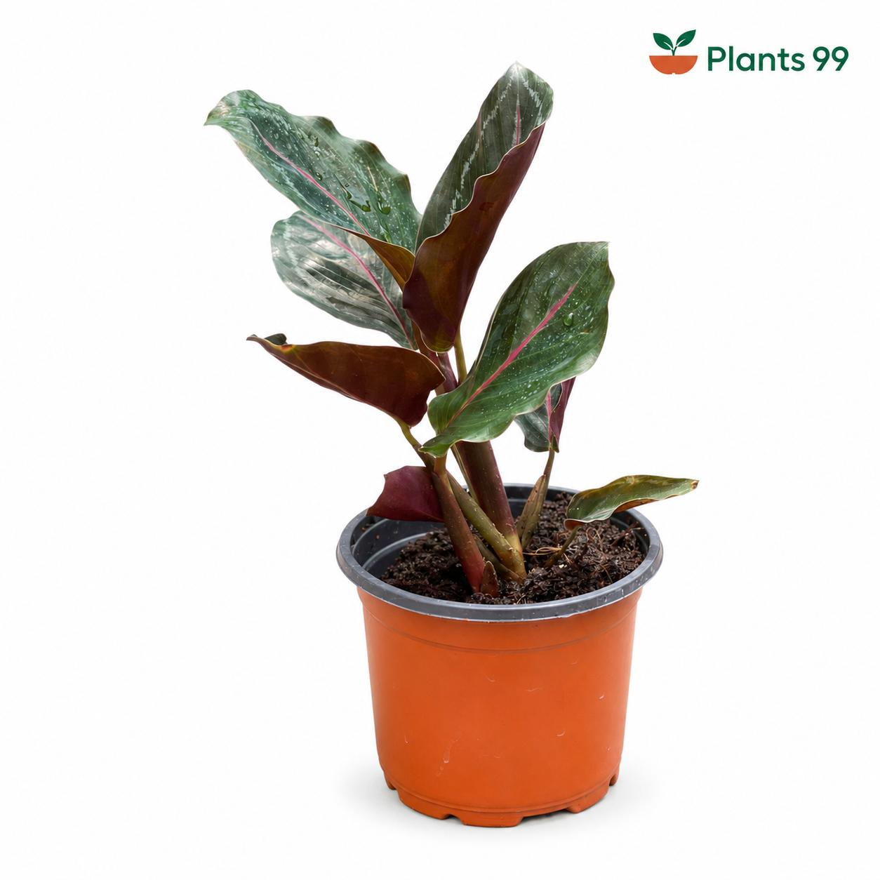 Calathea Roseopicta Illustris – 8.5 cm Pot