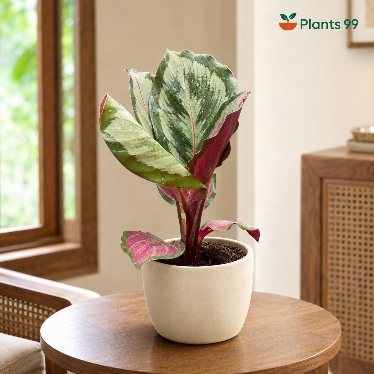Calathea Roseopicta Rosy – 8.5 cm Pot