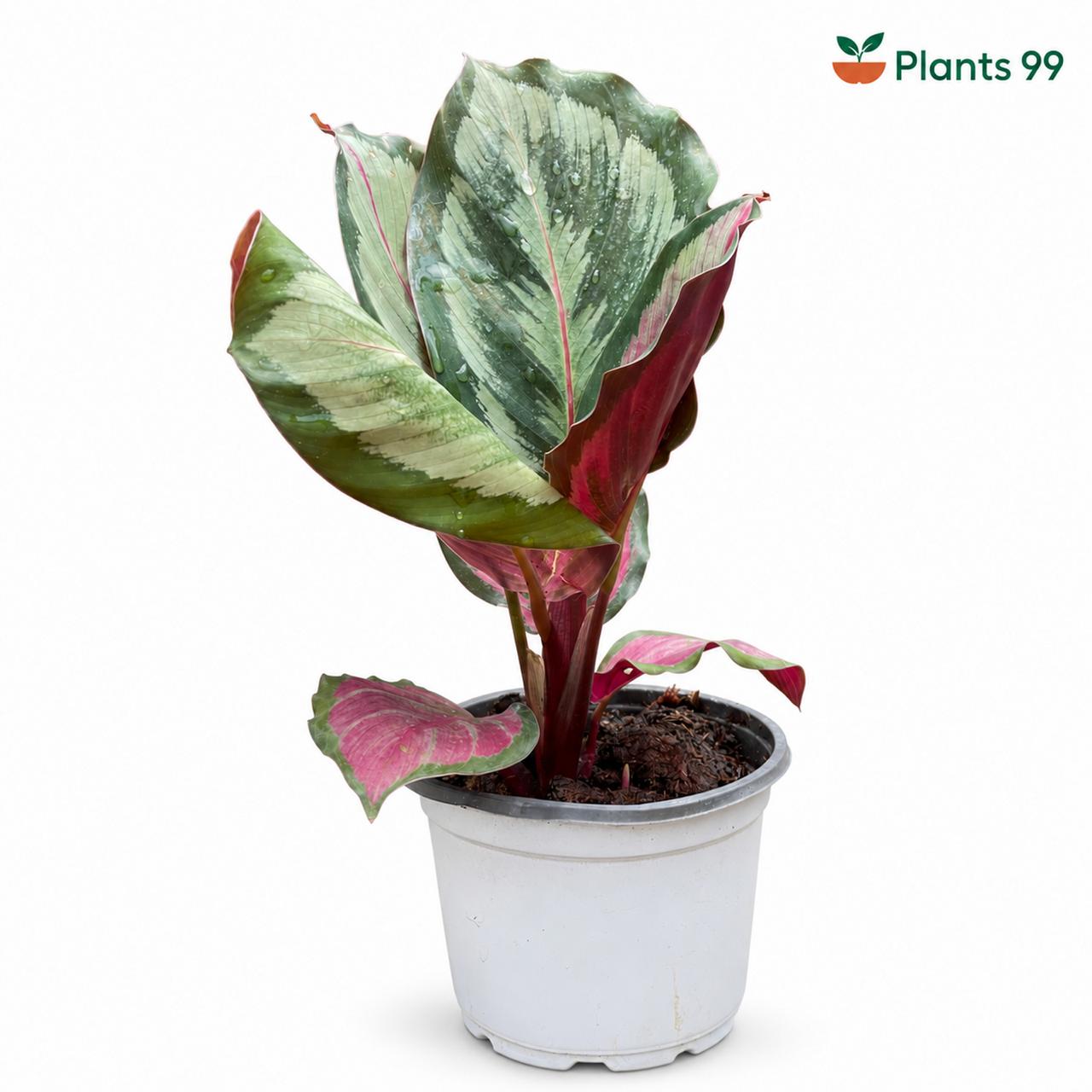 Calathea Roseopicta Rosy – 8.5 cm Pot