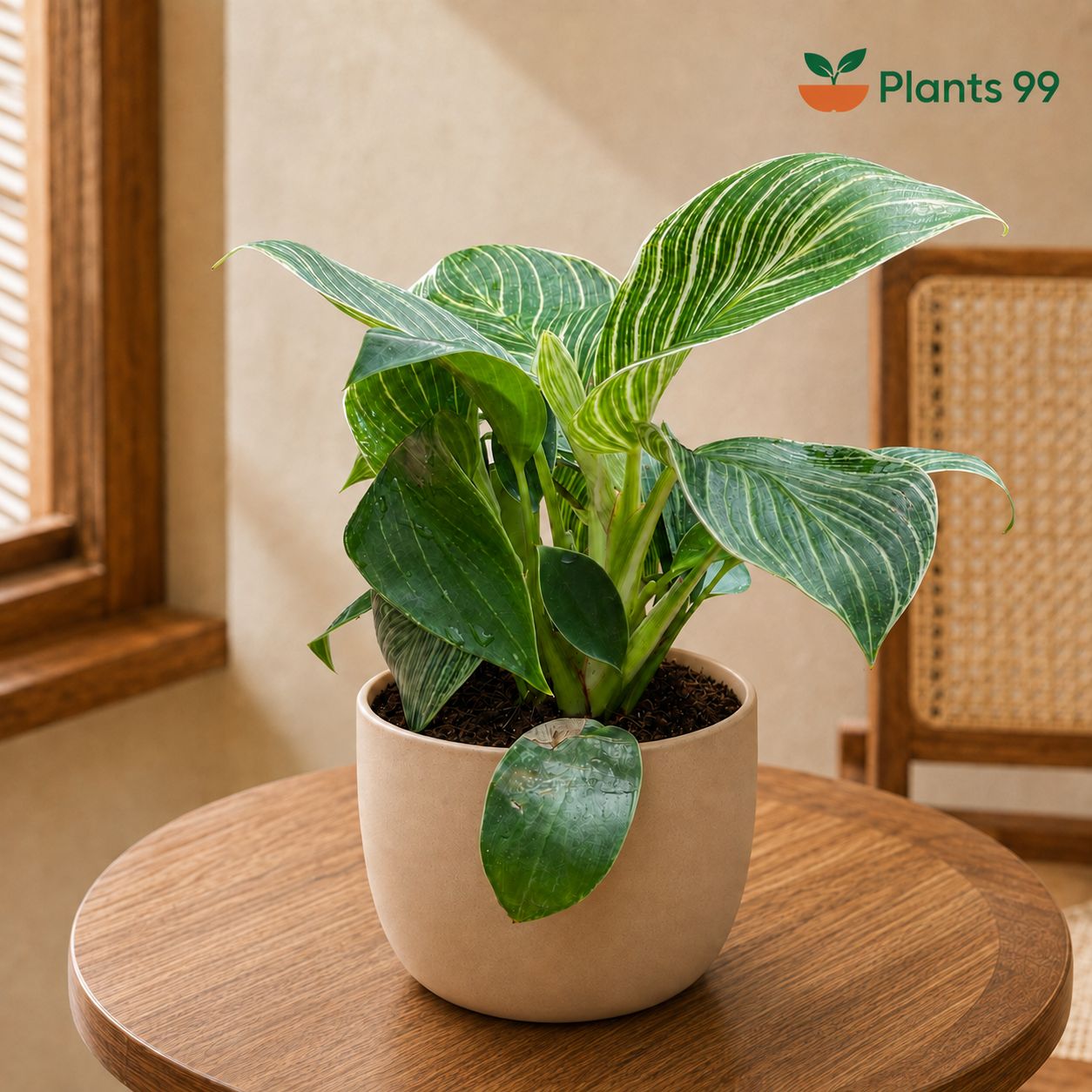 Philodendron Birkin – 8.5 cm Pot