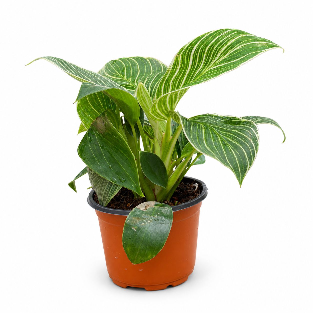 Philodendron Birkin – 8.5 cm Pot