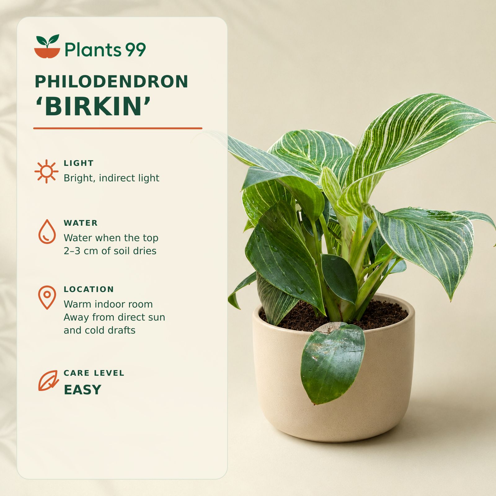 Philodendron Birkin – 8.5 cm Pot