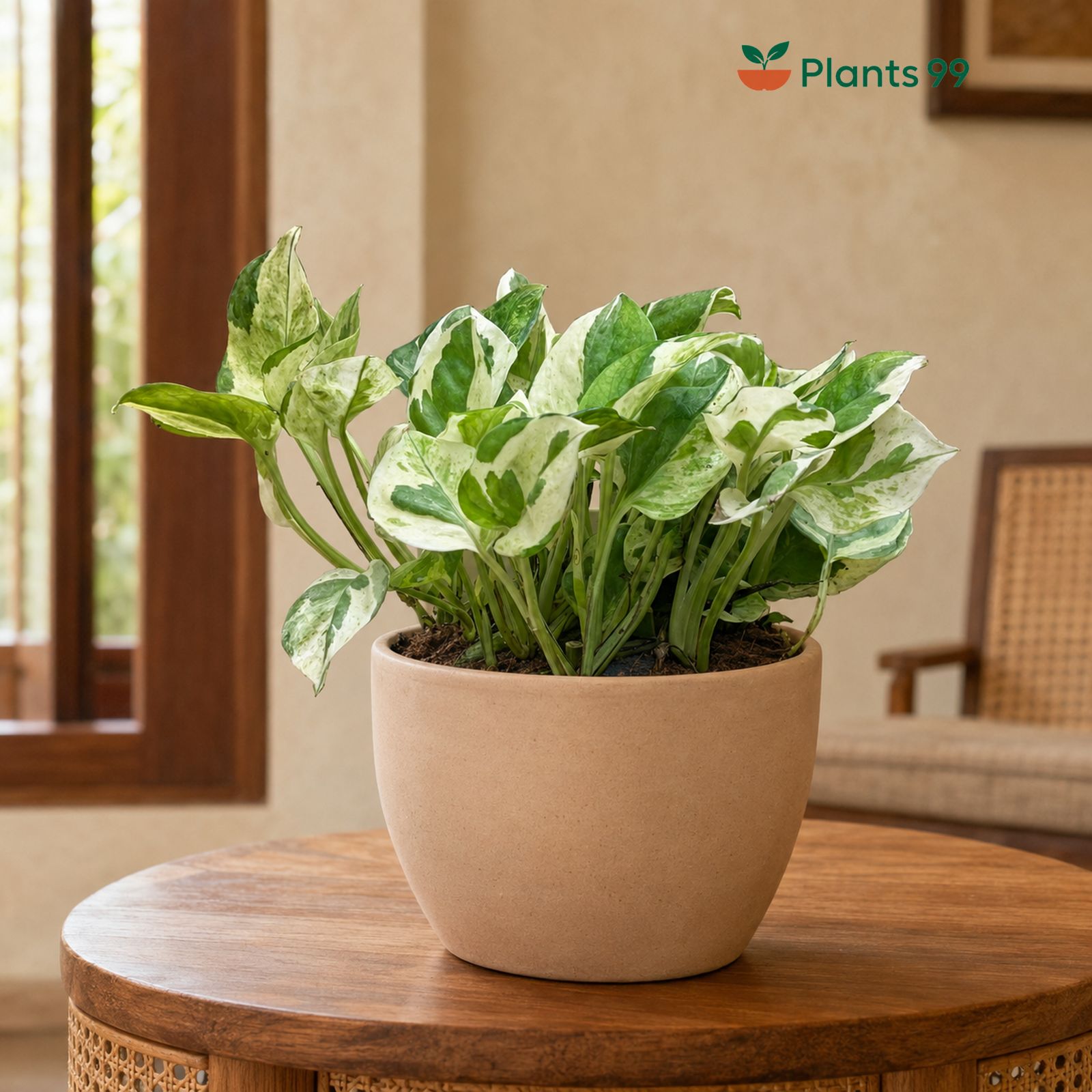 Variegated Money Plant – 12 cm Pot