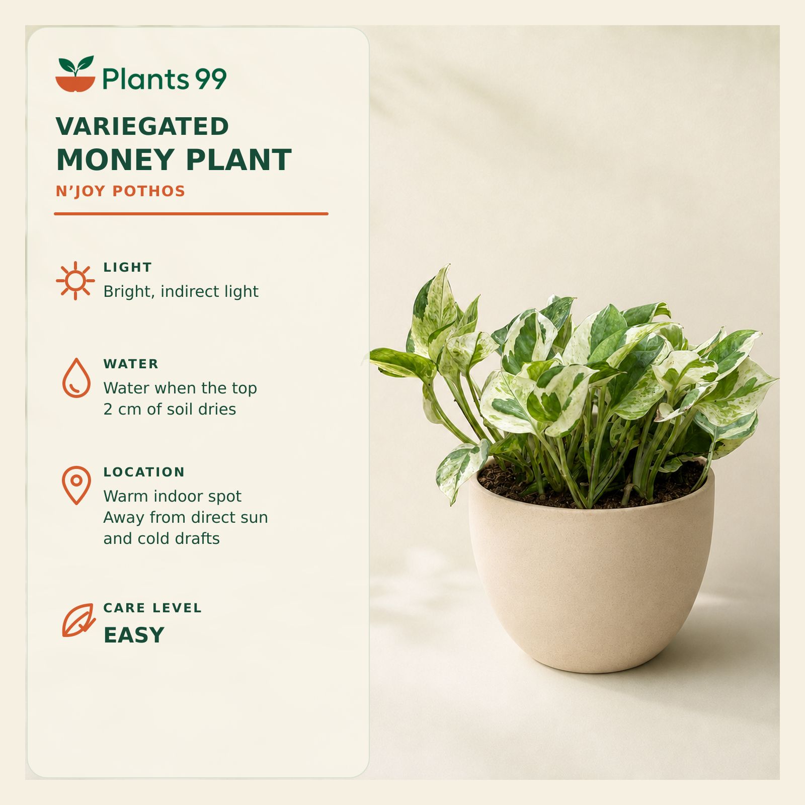 Variegated Money Plant – 12 cm Pot