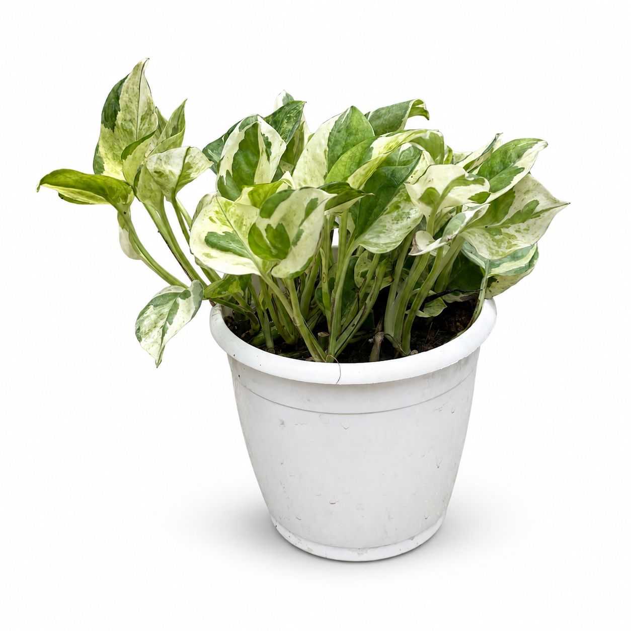 Variegated Money Plant – 12 cm Pot