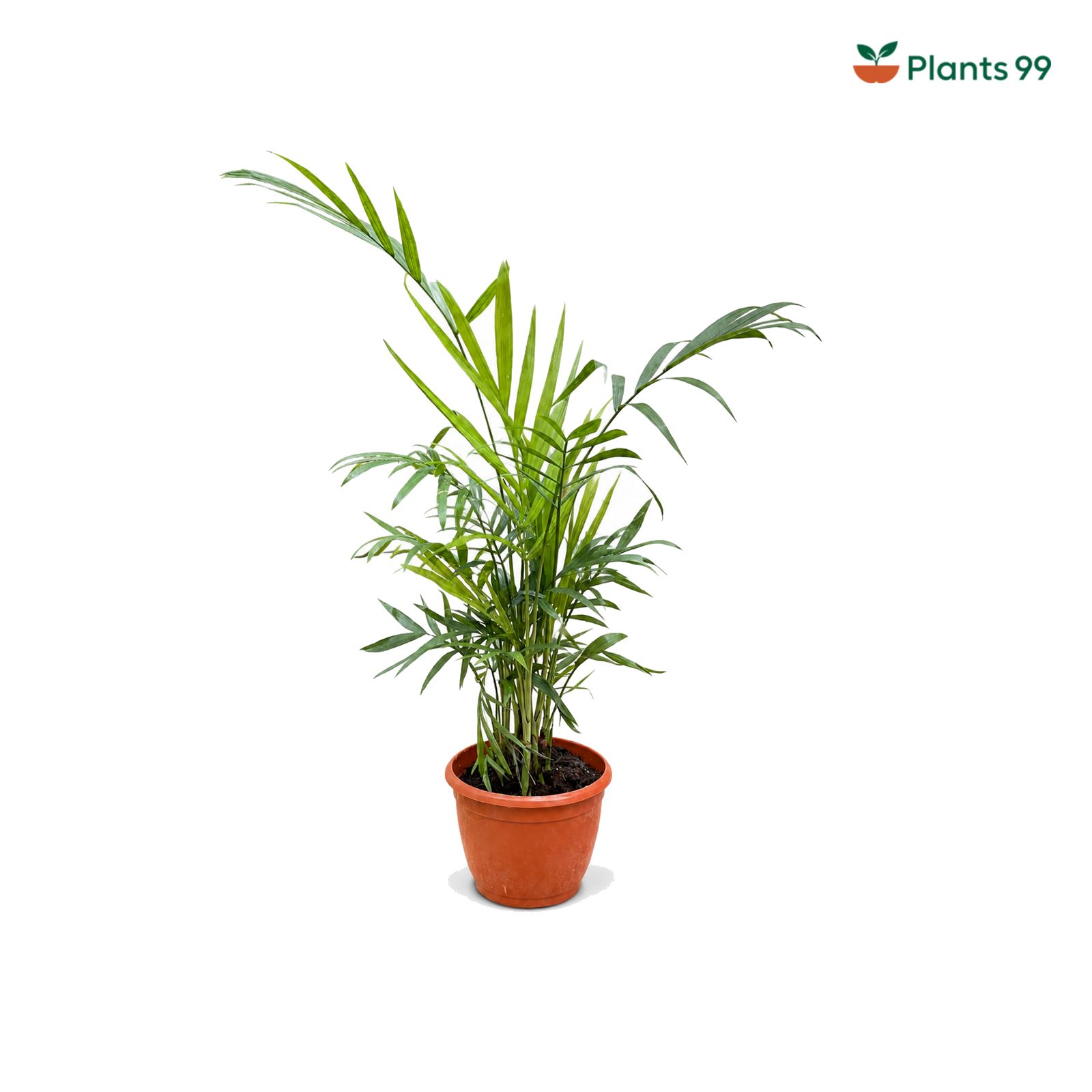 Bamboo Palm