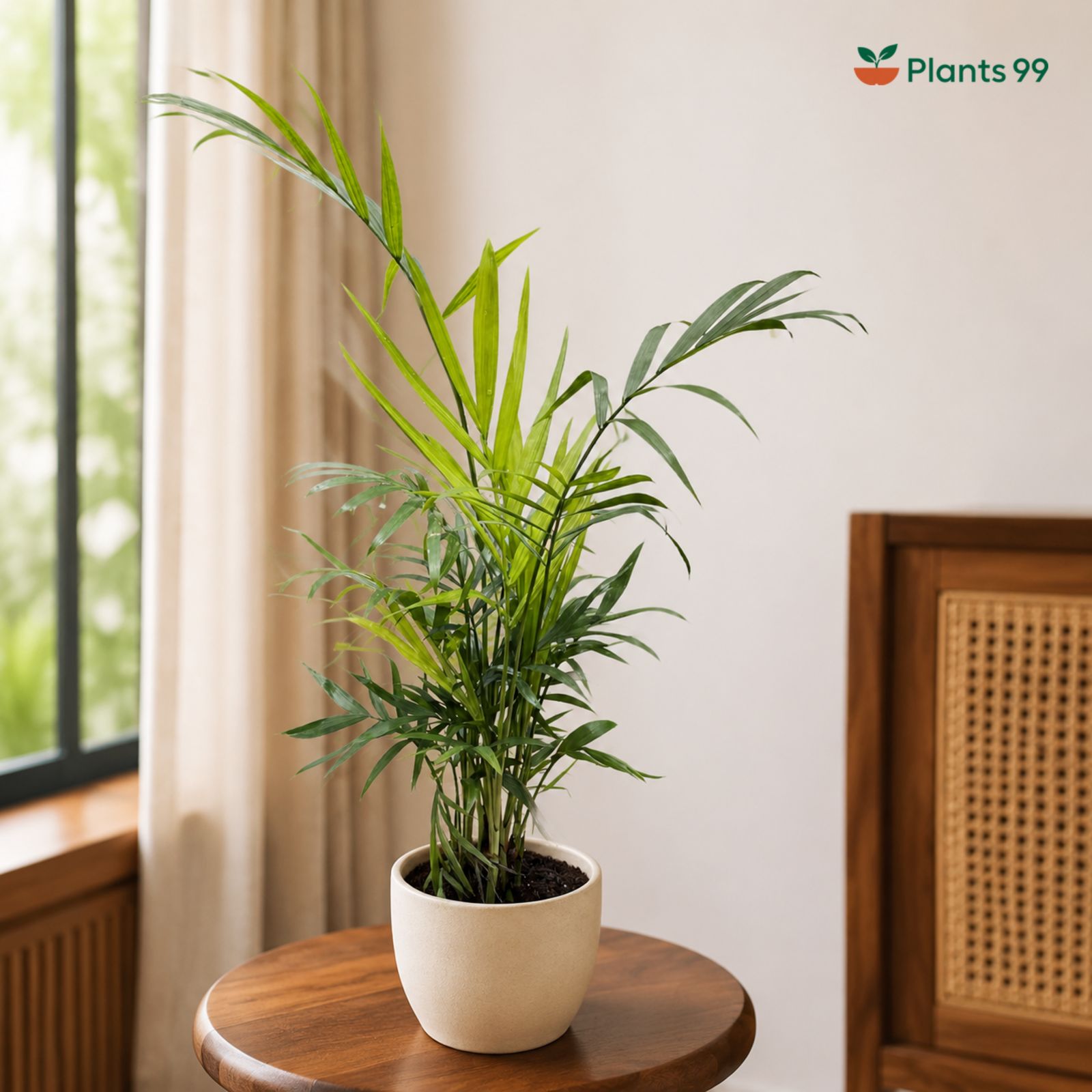 Bamboo Palm