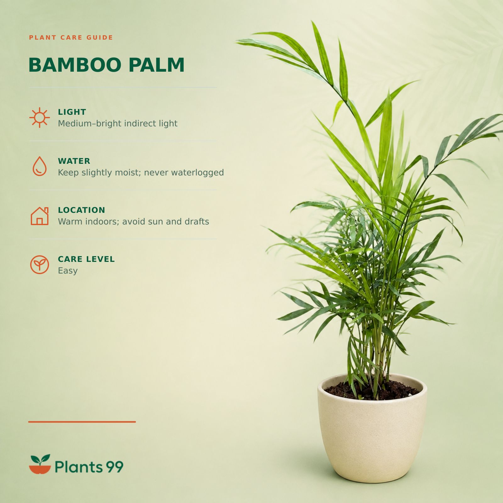 Bamboo Palm