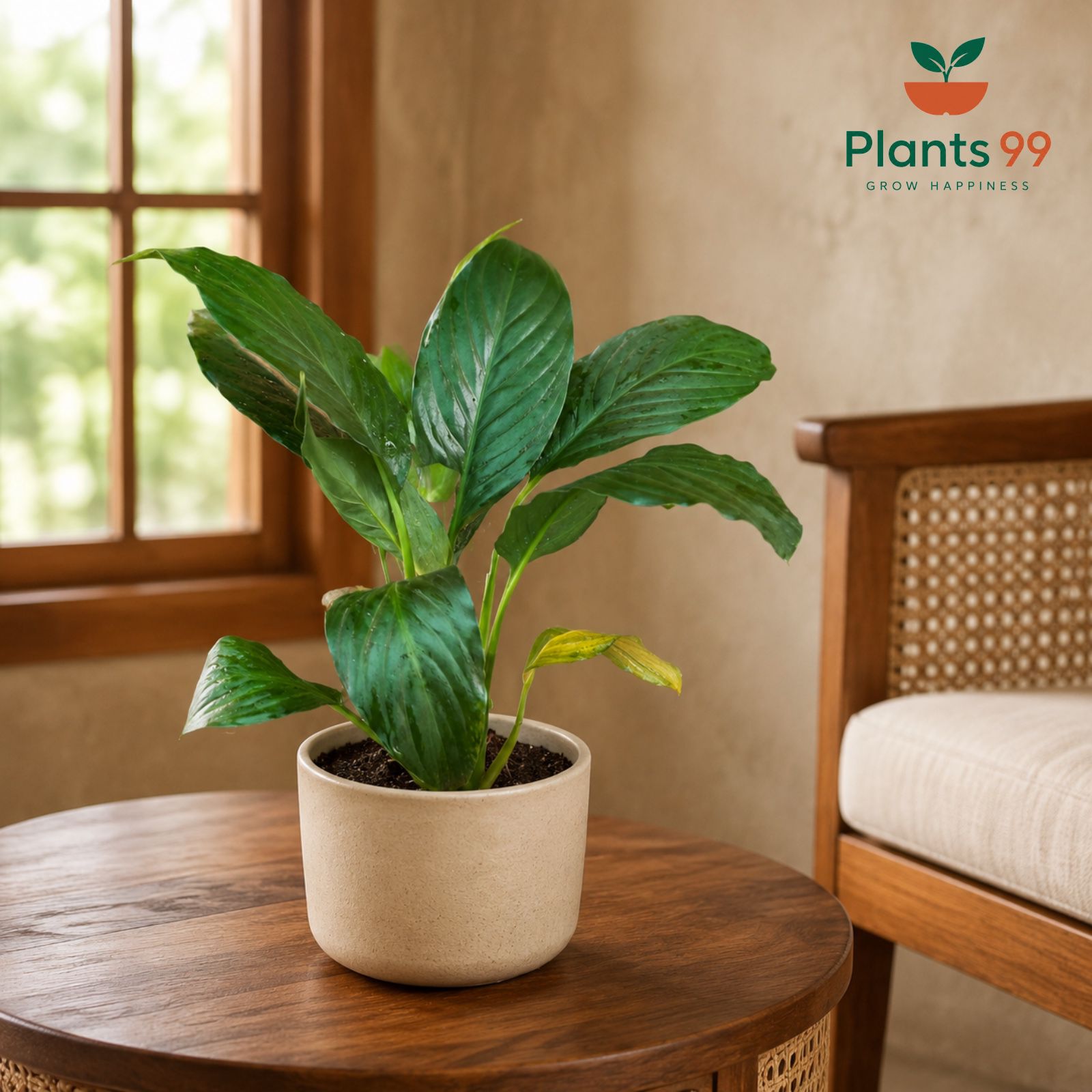 Peace Lily – 10 cm Pot