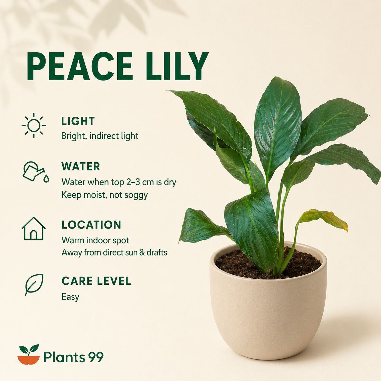 Peace Lily – 10 cm Pot