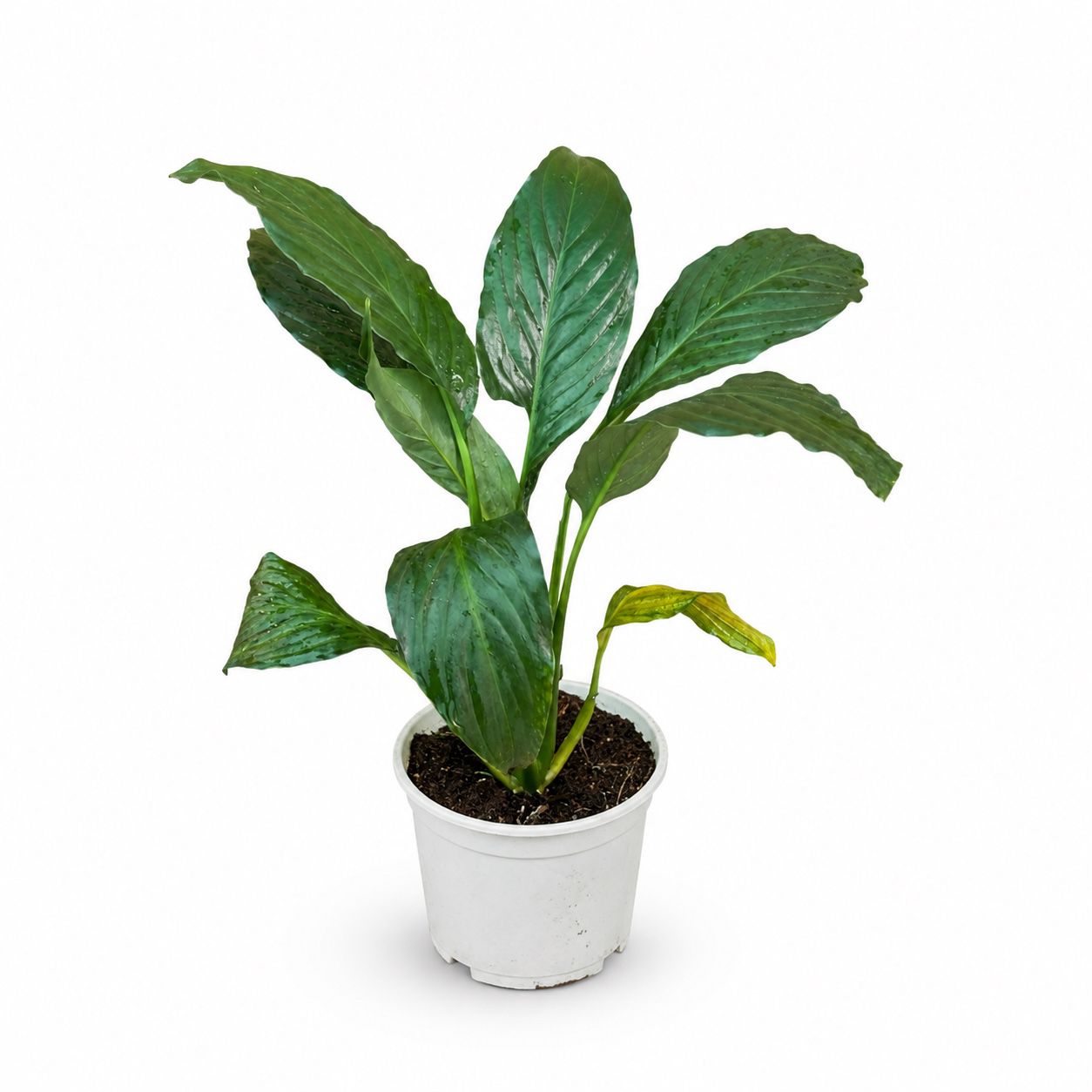 Peace Lily – 10 cm Pot