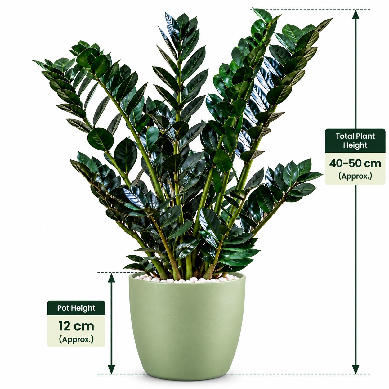 Luxury ZZ Combo-2 plants with 12 cm pot