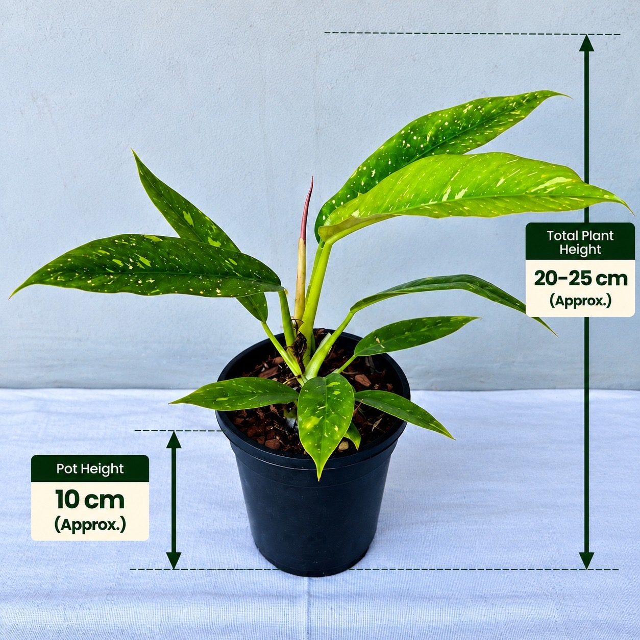 Philodendron Ring of Fire Verigated – Premium Indoor Plant