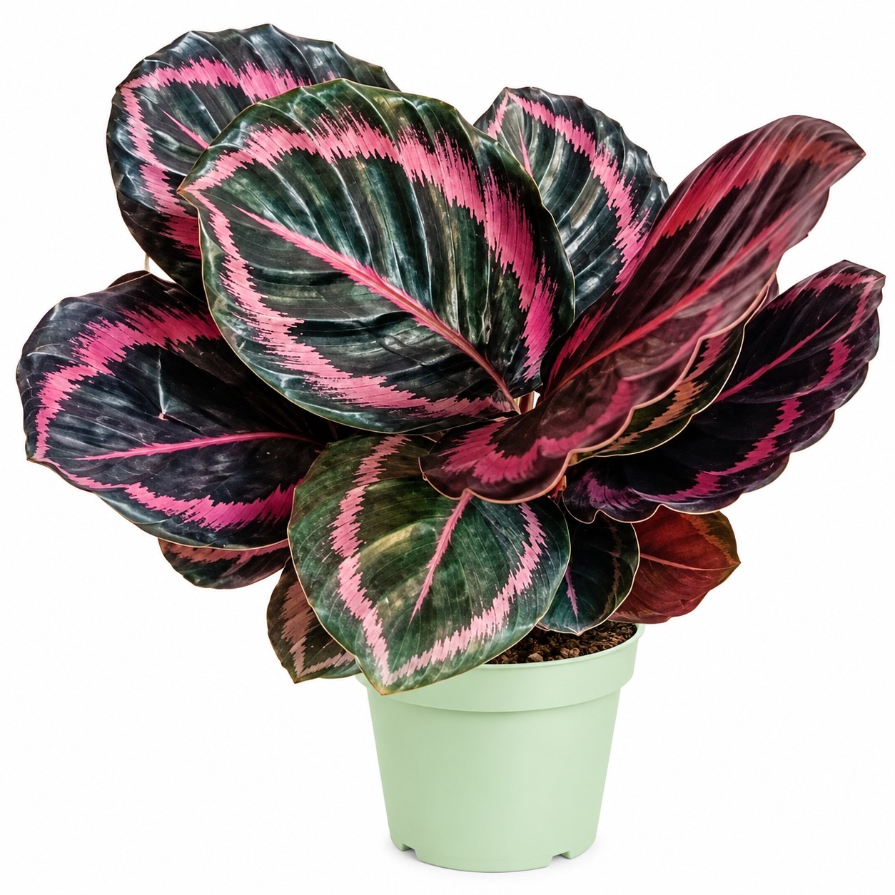 Calathea Red wine