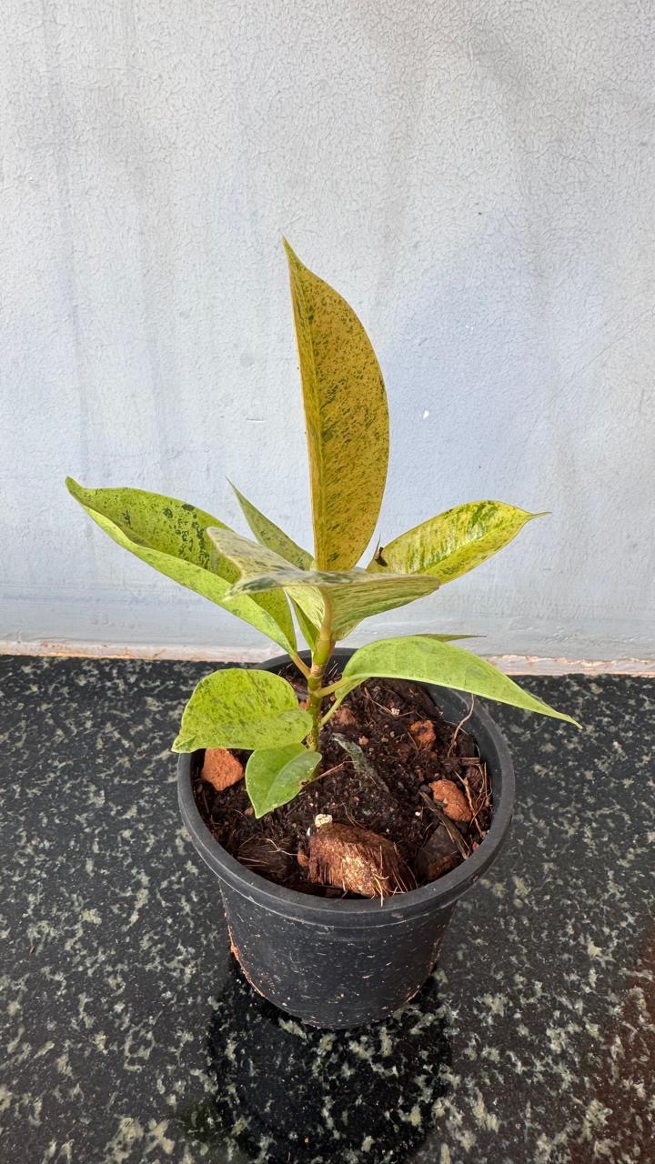 Ficus Shiveriana -(Healthy Live Plant in Jiffy Bag)