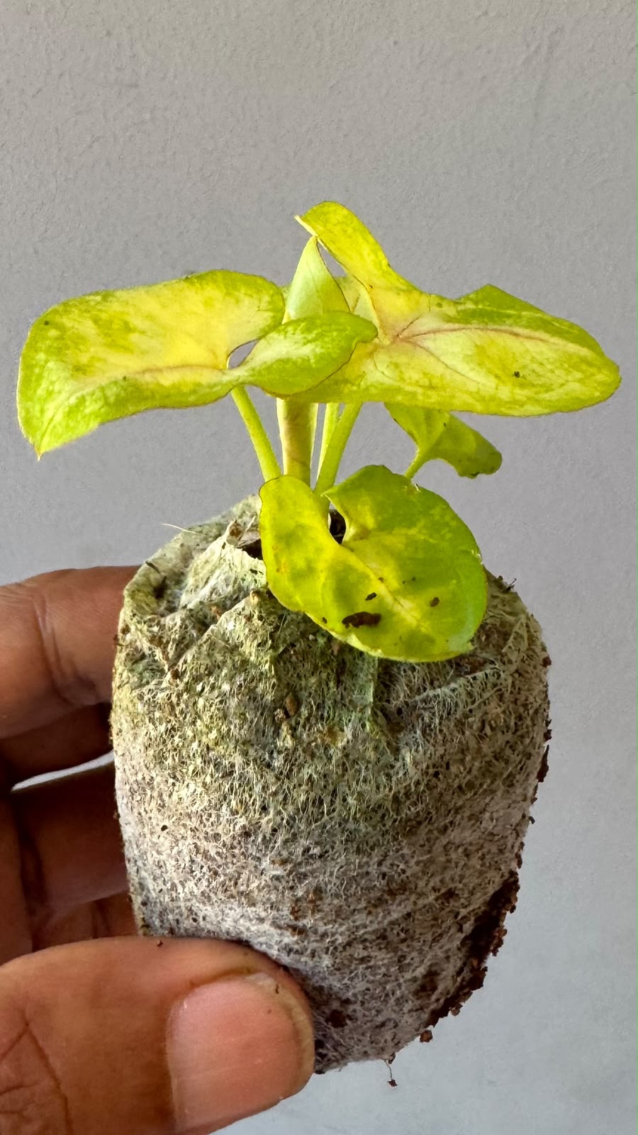 Syngonium Mango -(Healthy Live Plant in Jiffy Bag)