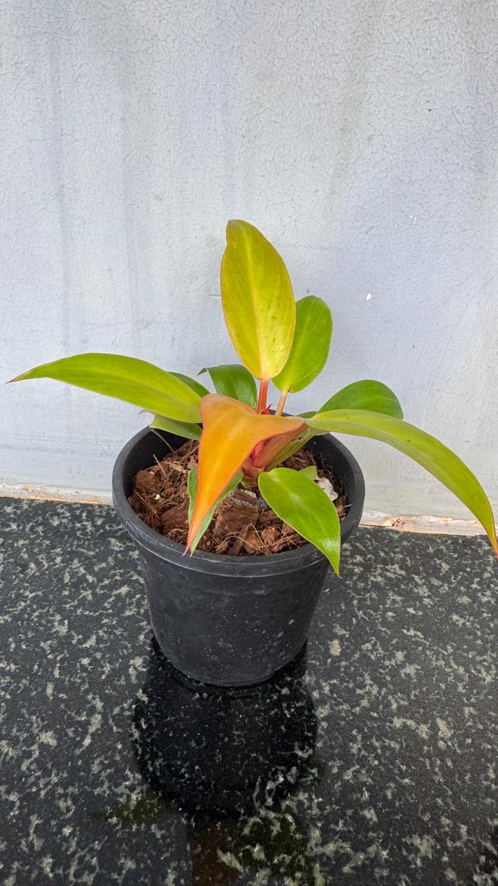 Philodendron Prince Of Orange -(2 Healthy Live Plant in Jiffy Bag)