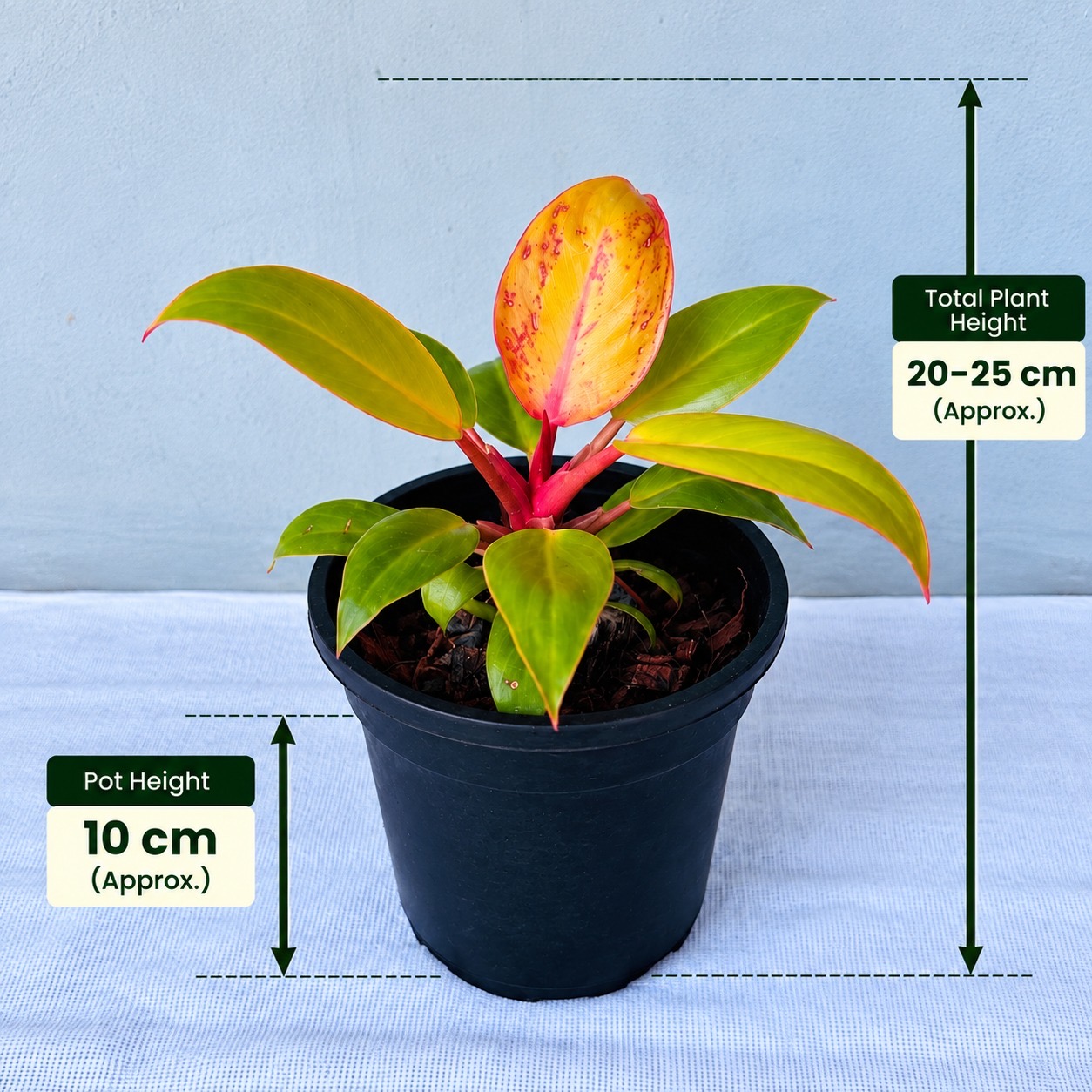 Philodendron Prince Of Orange – Premium Indoor Plant