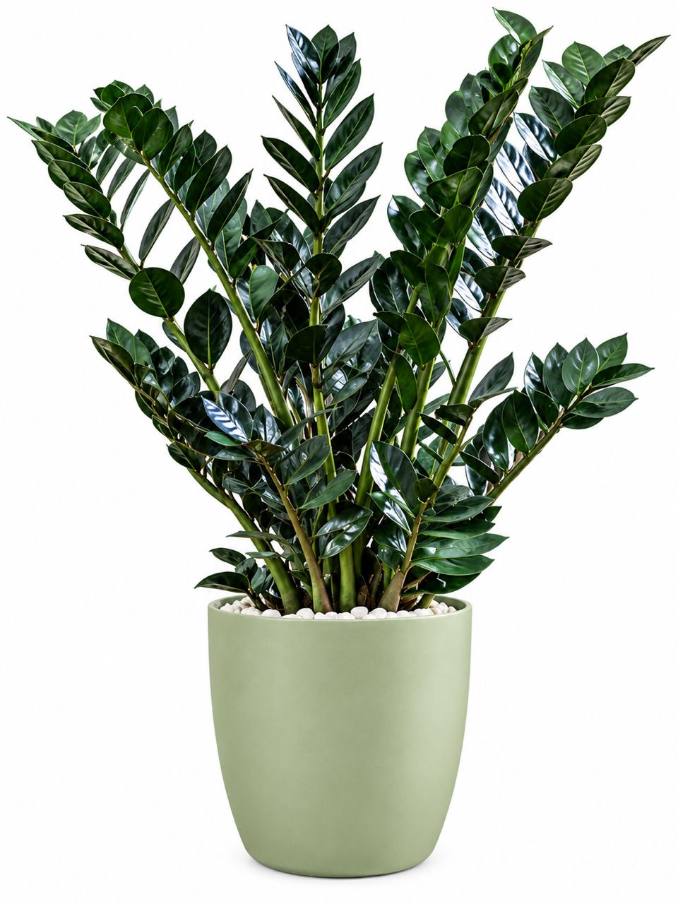 Black ZZ Plant-12 cm pot