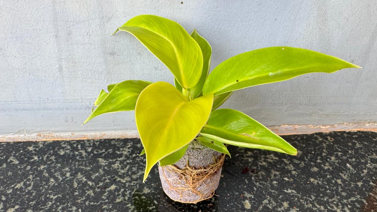 Philodendron Melinoni