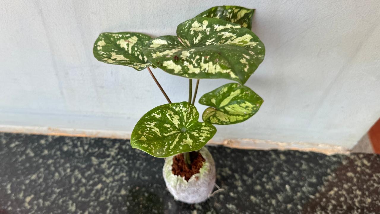 Caladium Galaxy New -(Healthy Live Plant in Jiffy Bag)