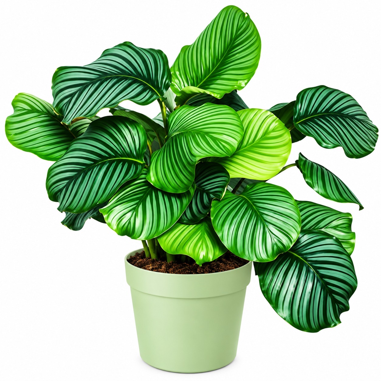 Calathea Orbofolia