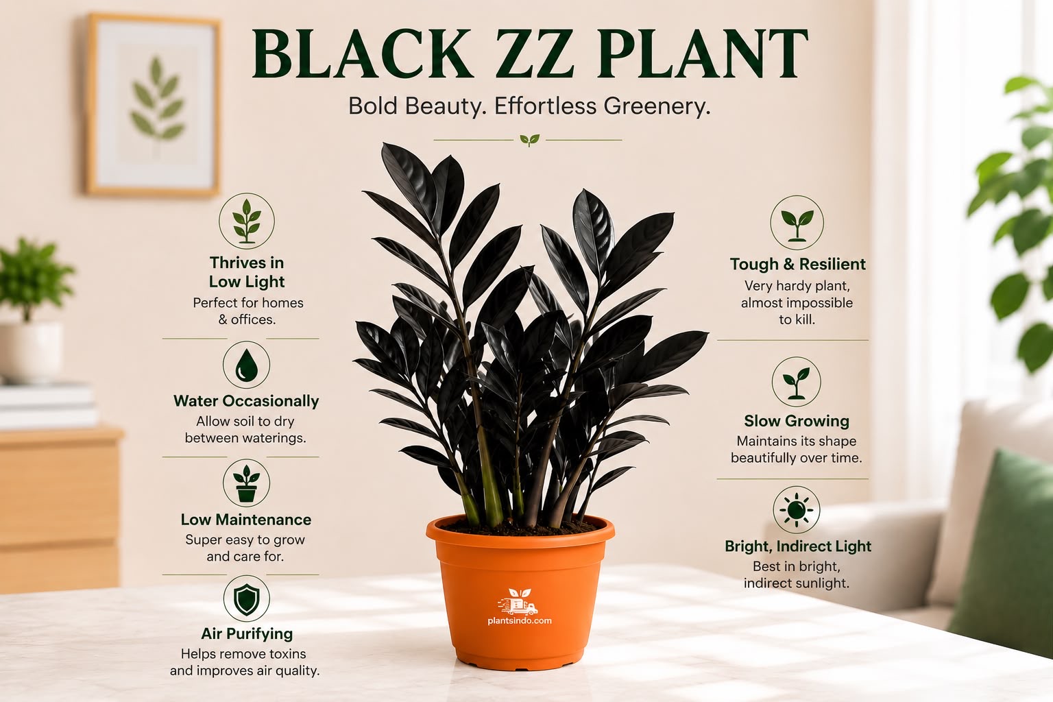 Black ZZ Plant