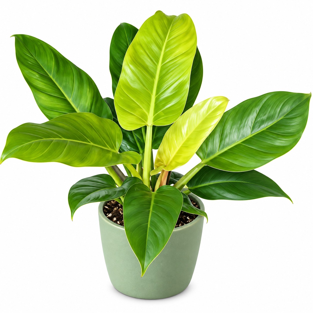 Philodendron Melinoni