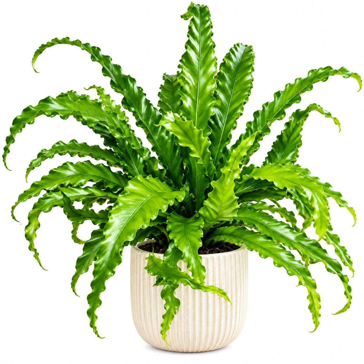 Bird's Nest Fern -(Healthy Live Plant in Jiffy Bag)