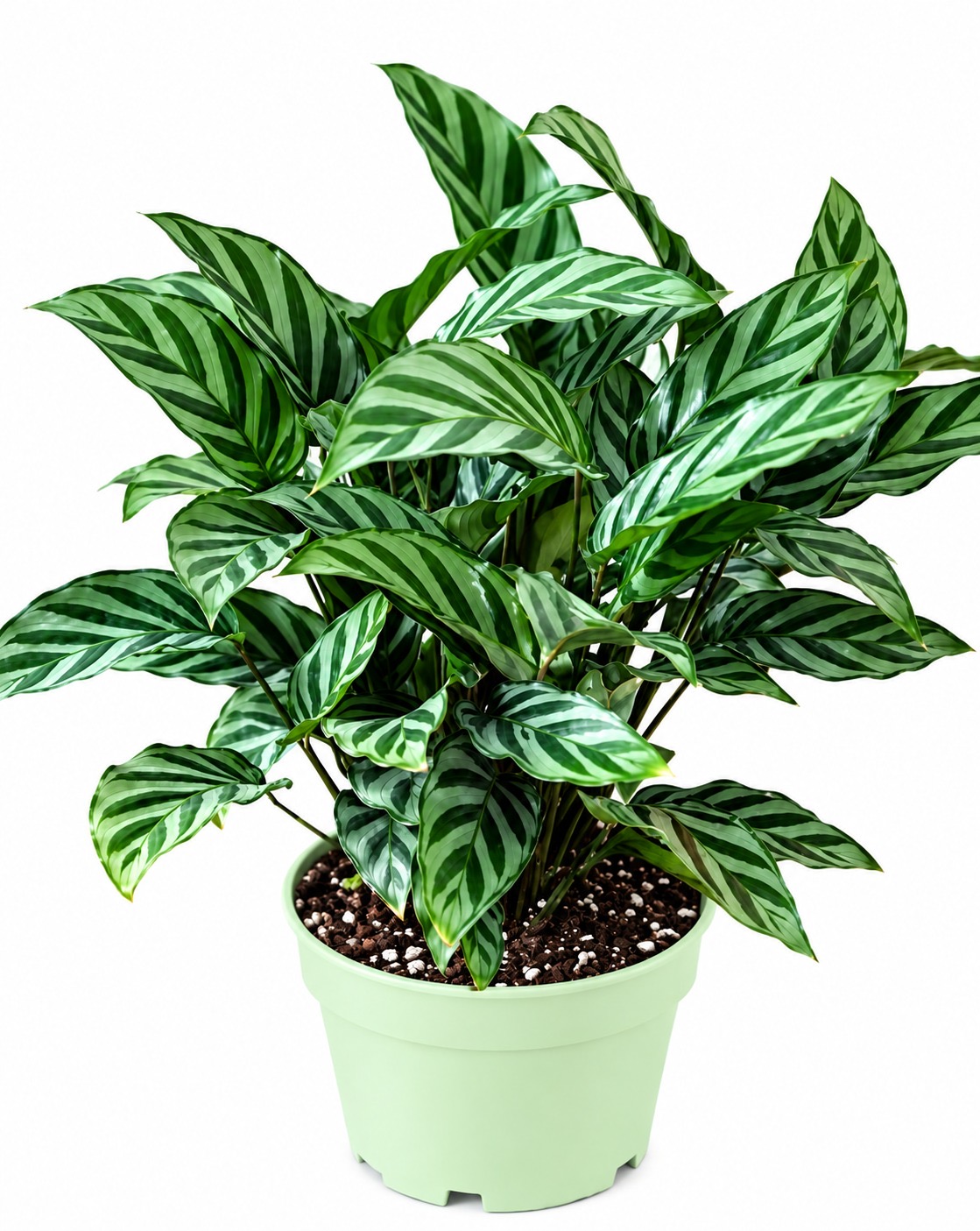 Calathea Freddie
