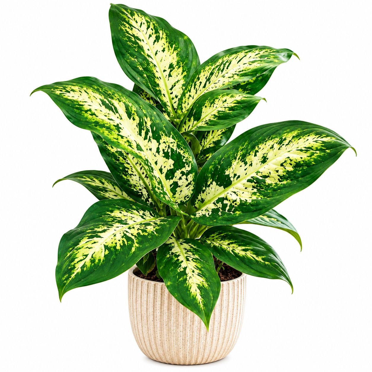 Diffenbachia Nano -(Healthy Live Plant in Jiffy Bag)