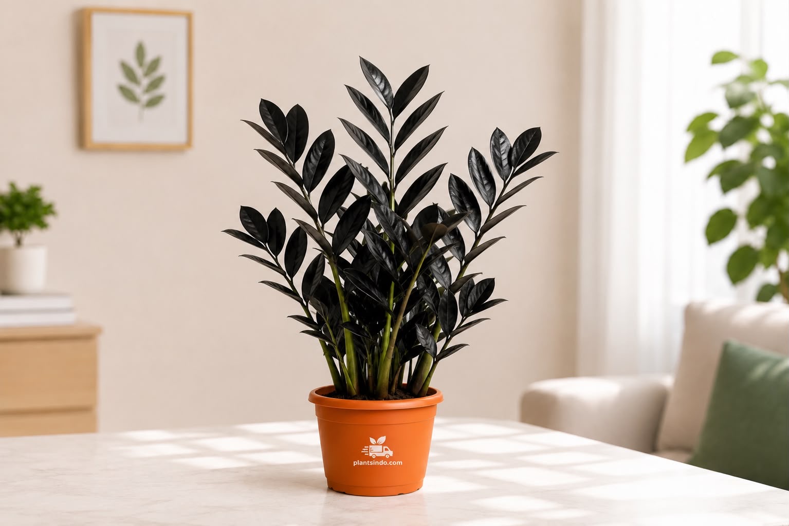 Black ZZ Plant