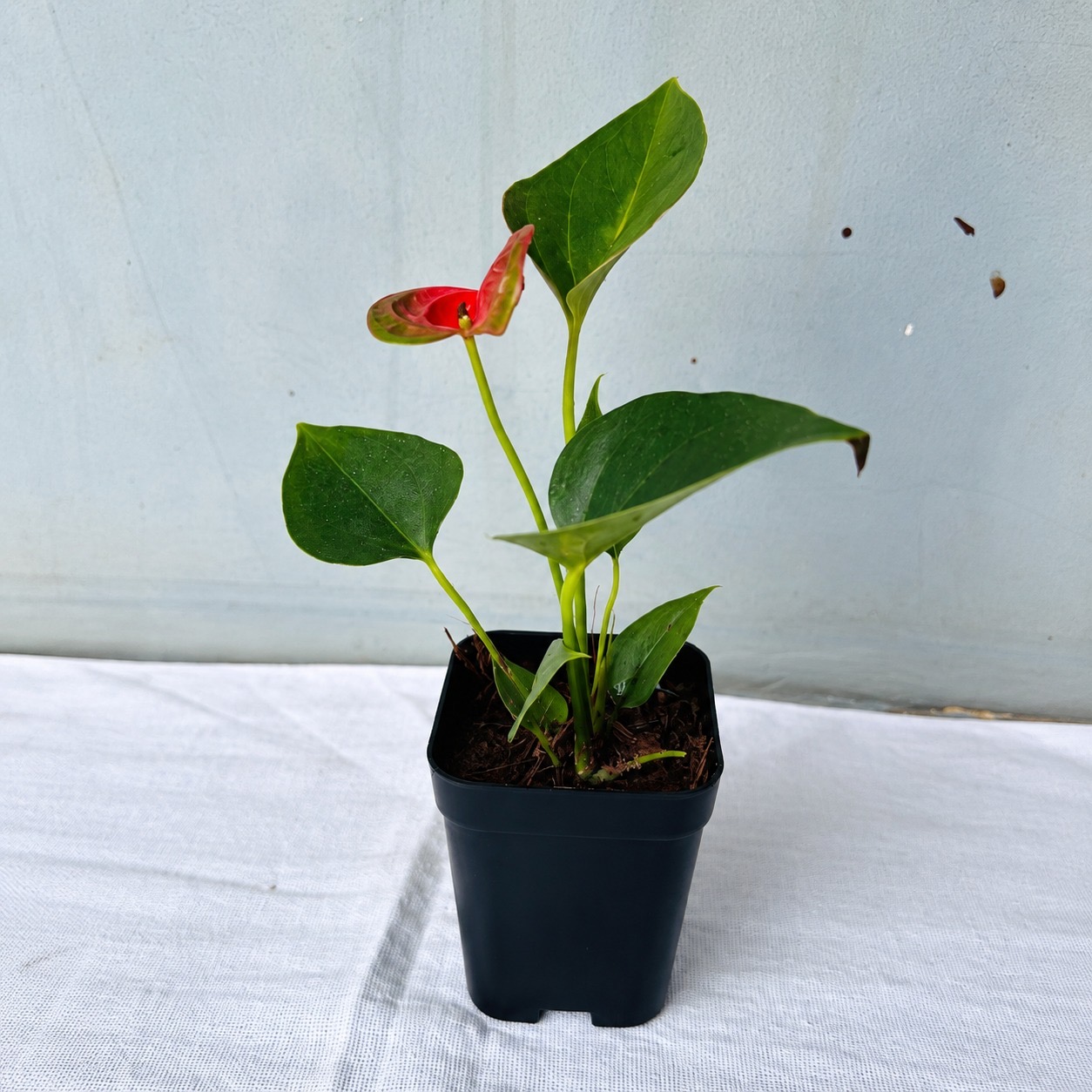 Anthurium Seedlings Red