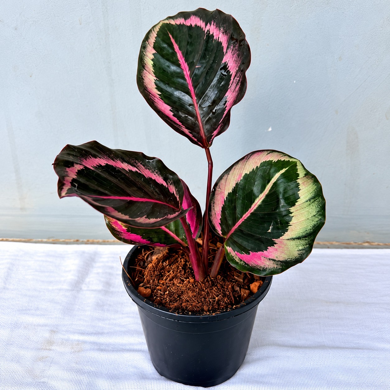 Calathea Dottie