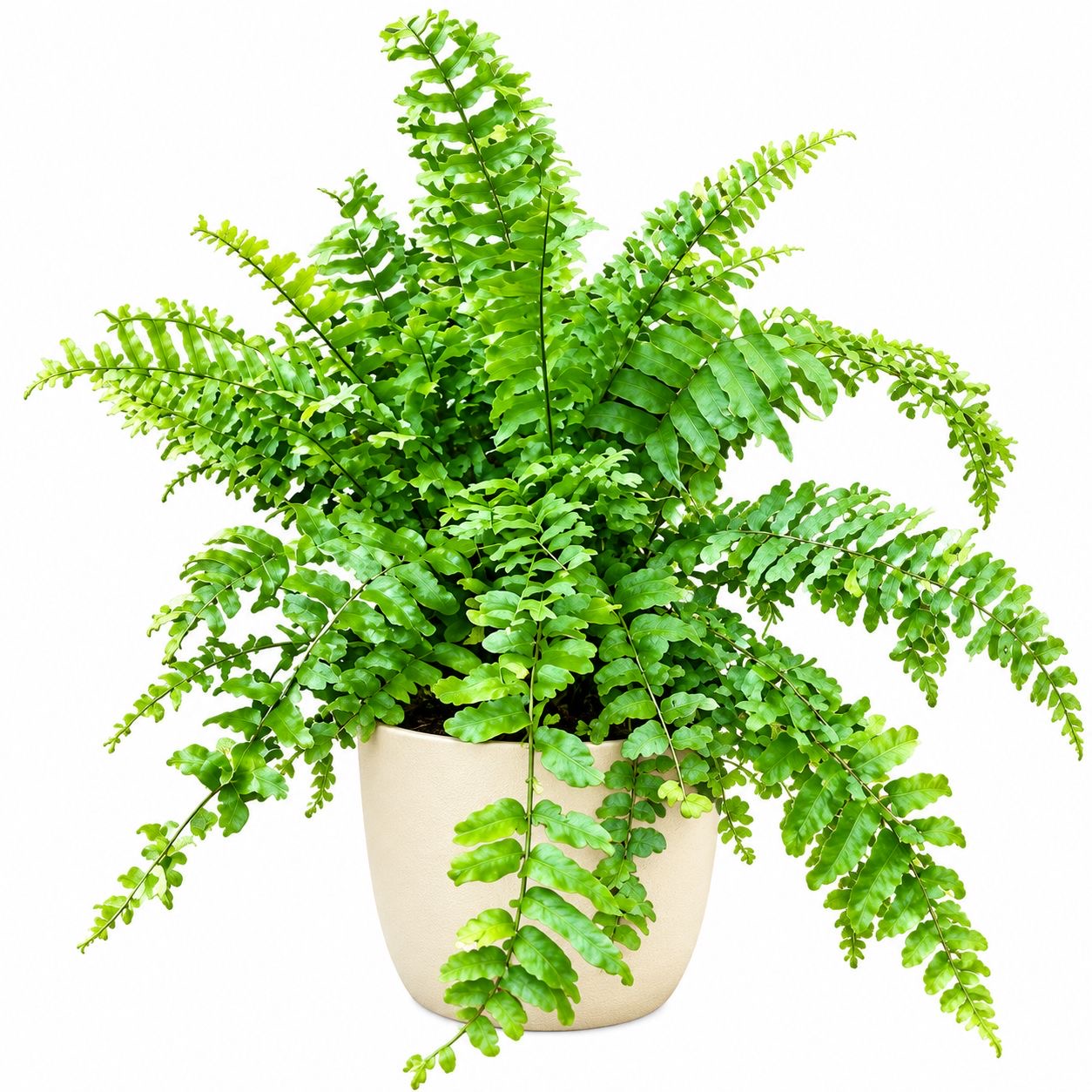 Fishtail Fern -(Healthy Live Plant in Jiffy Bag)