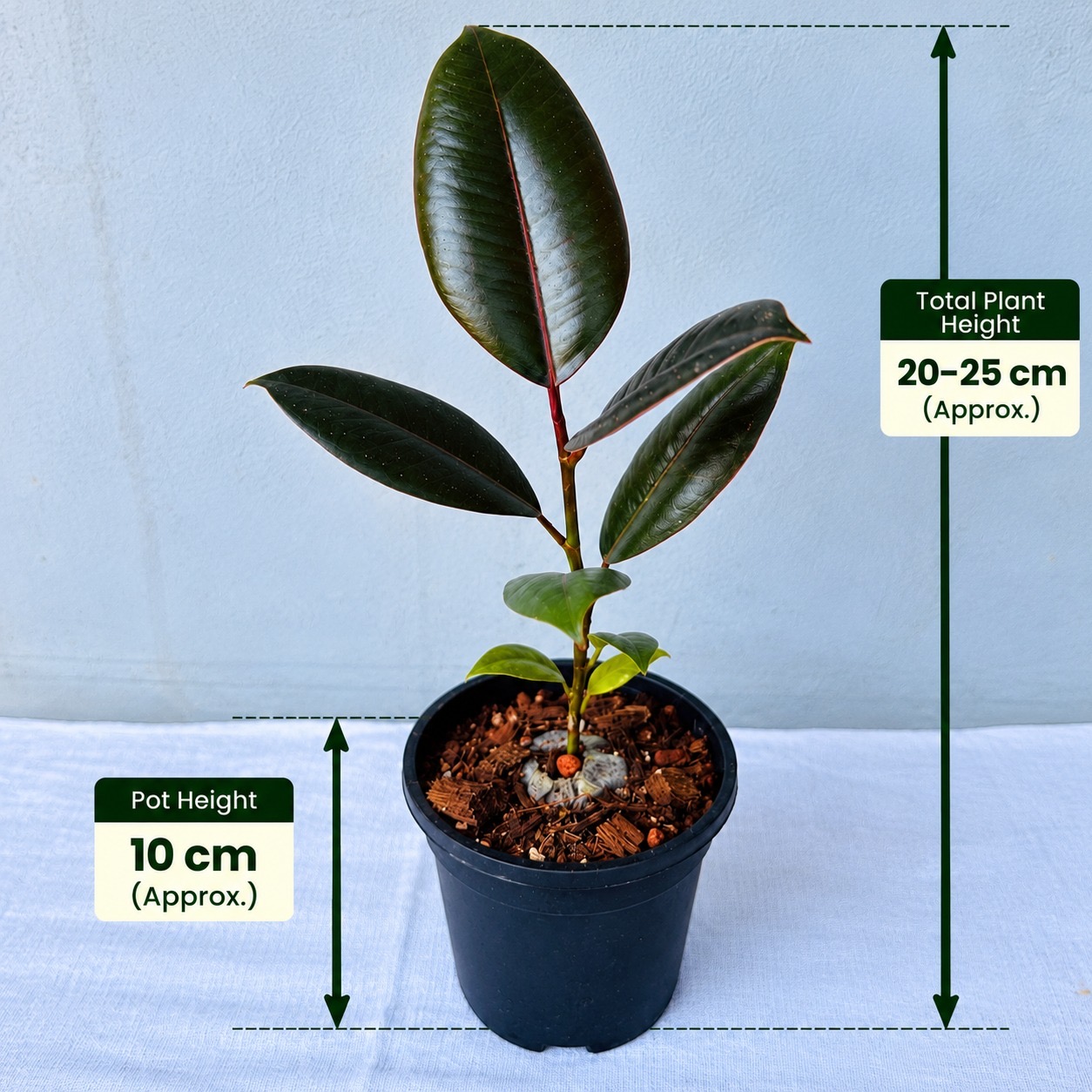 Ficus Burgundy – Premium Indoor Plant