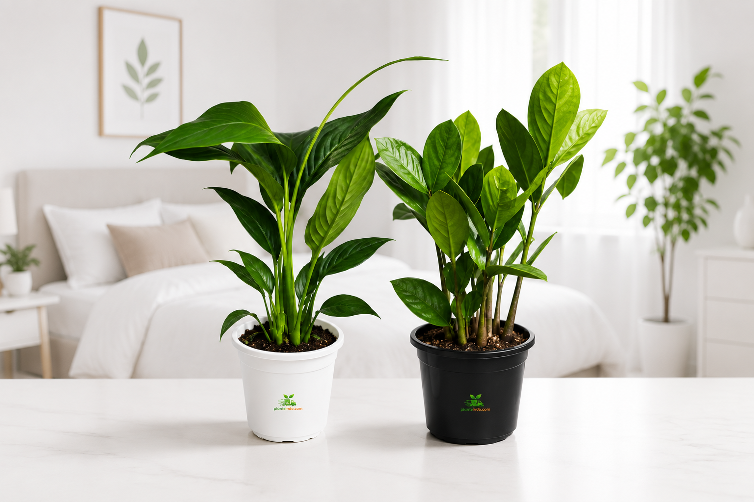 Easy Green Duo. Peace lily,Green zz plant.