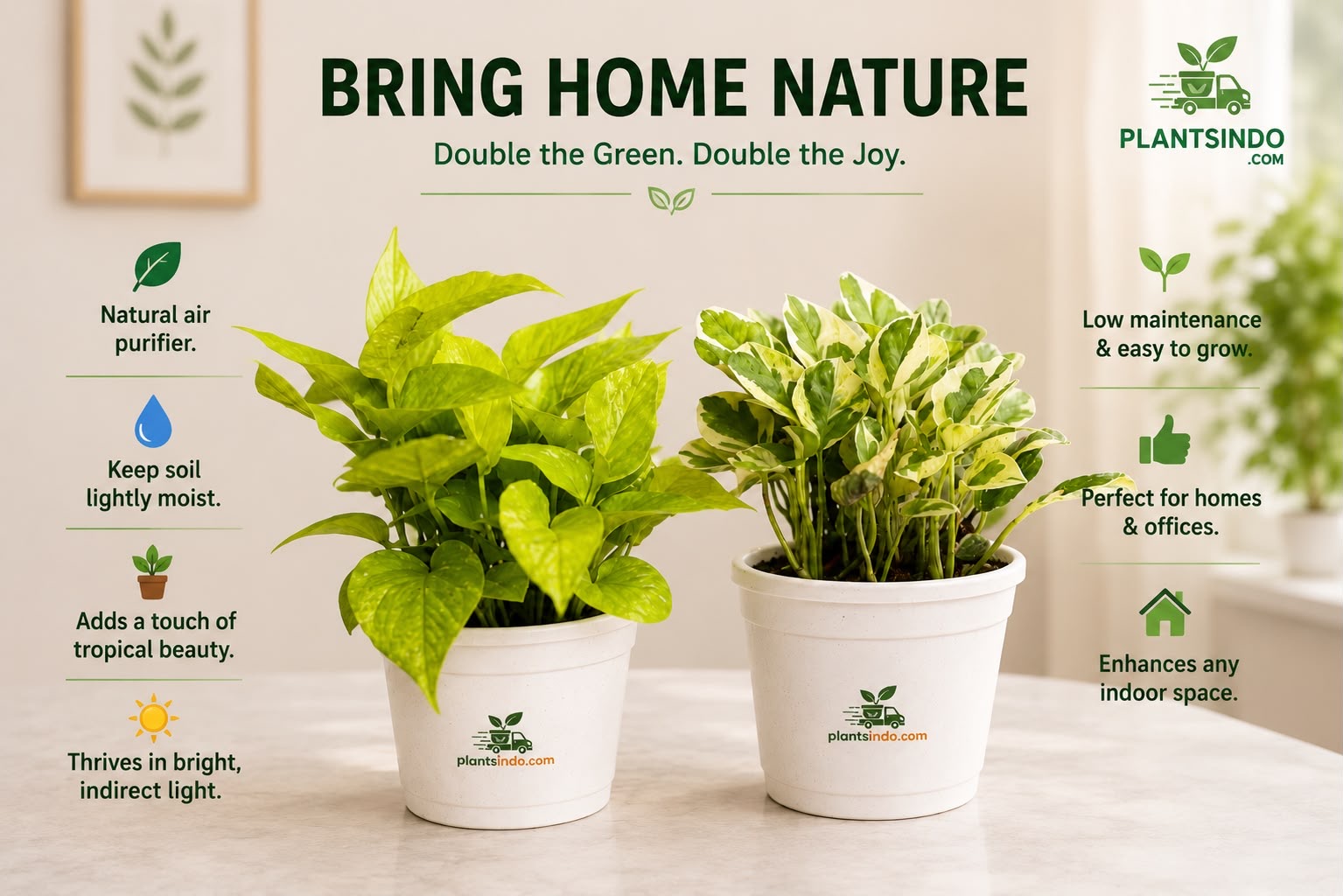 Money Plants