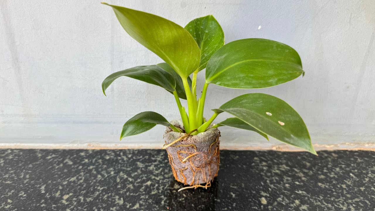 Philodendron Birkin.