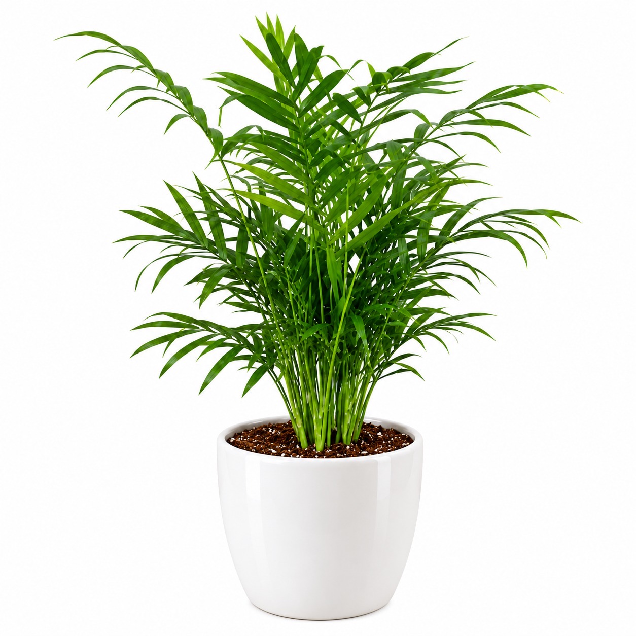 Bamboo Palm-10 cm pot