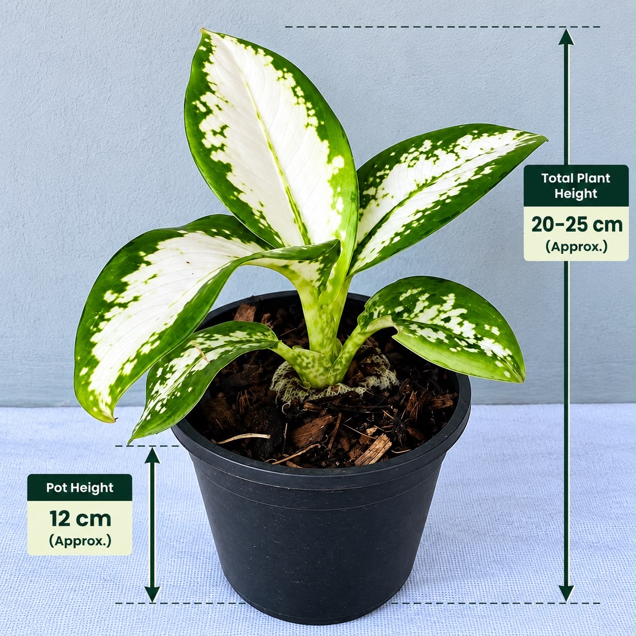 Diffenbachia Nano – Premium Indoor Plant