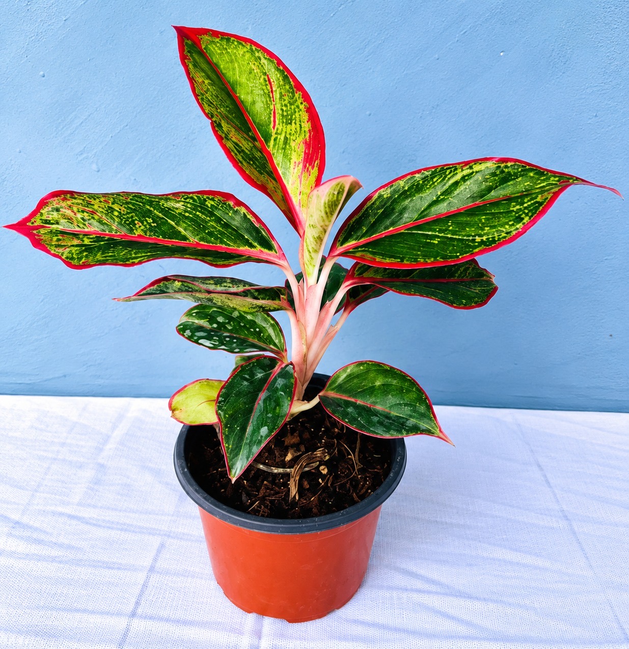 Aglaonema Red Lipstick – 10cm Pot