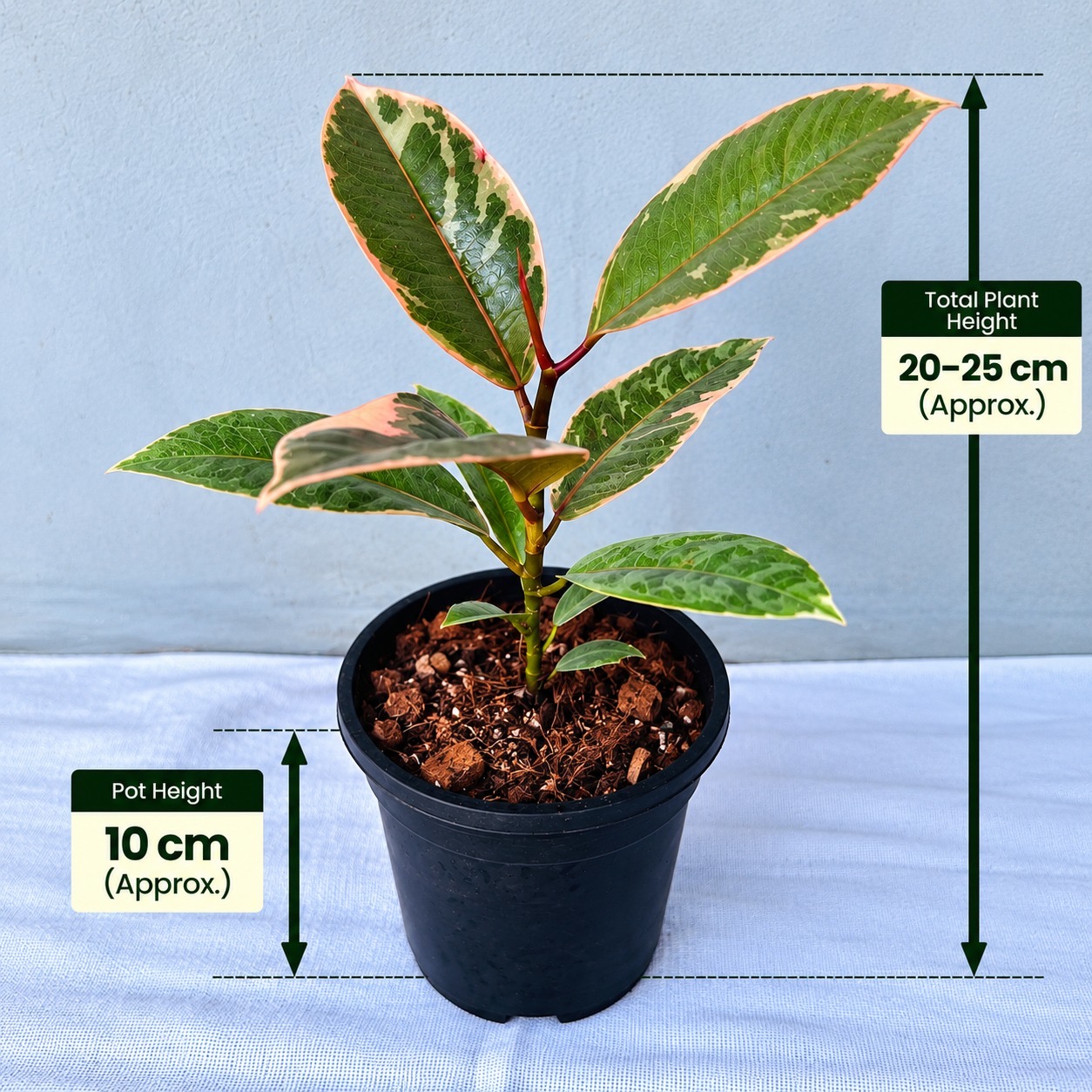 Ficus Ruby – Premium Indoor Plant