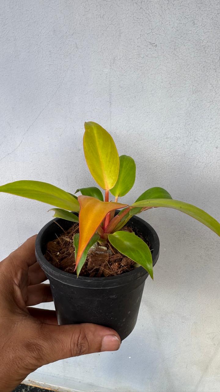 Philodendron Prince Of Orange -(2 Healthy Live Plant in Jiffy Bag)