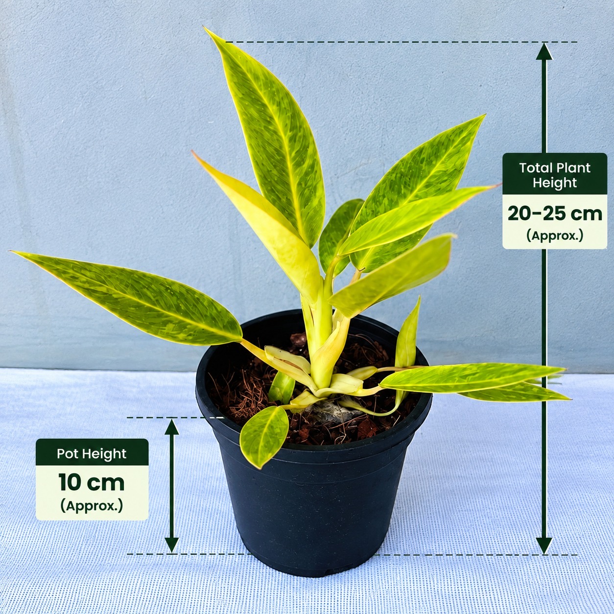 Philodendron Calkins Gold – Premium Indoor Plant