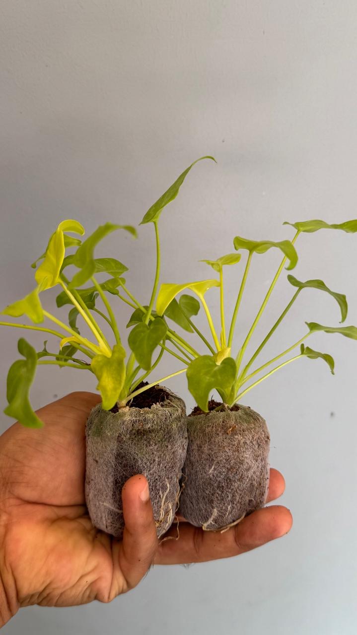 Philodendron Xanadu Gold -(Healthy Live Plant in Jiffy Bag)