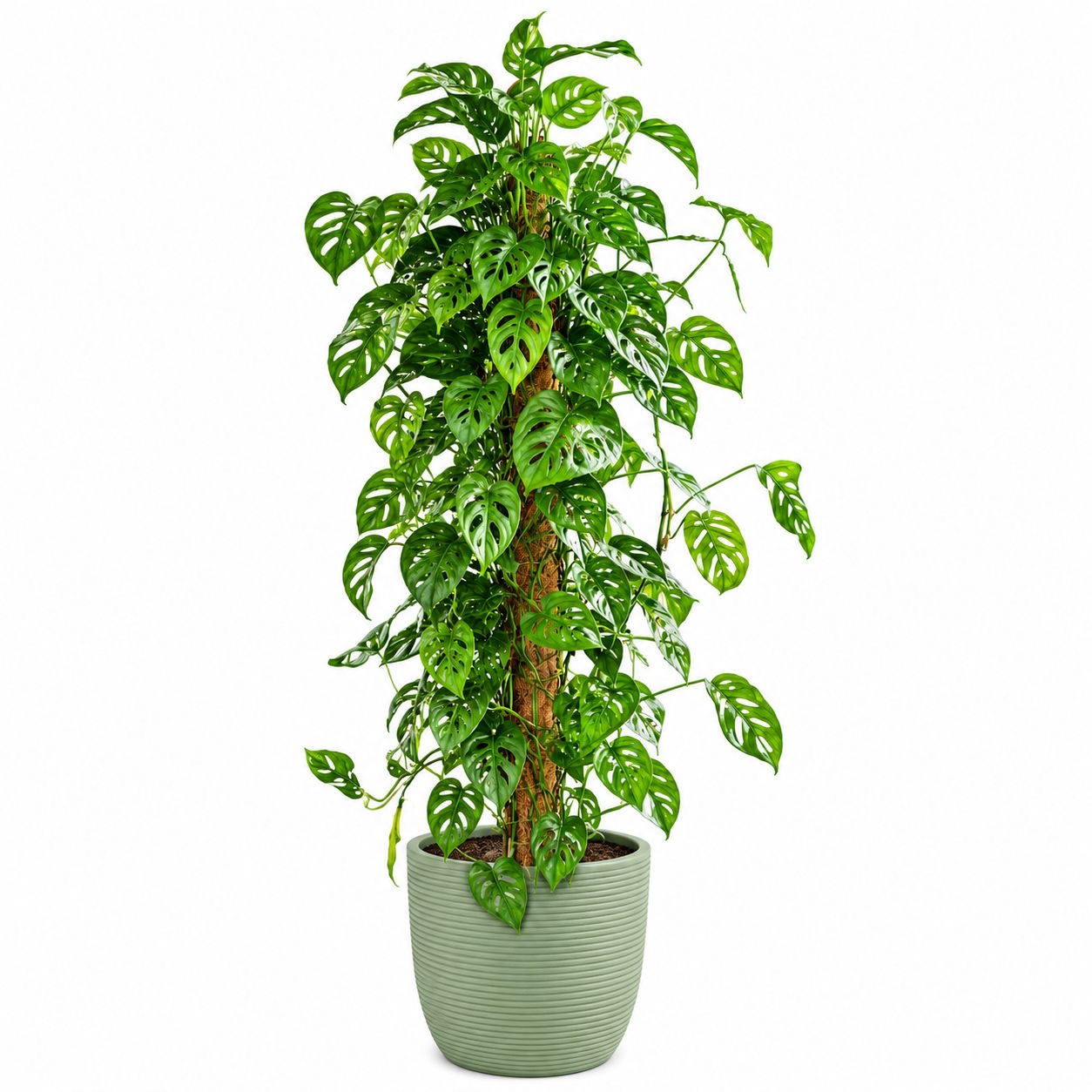 Monstera Adansonii -(Healthy Live Plant in Jiffy Bag)